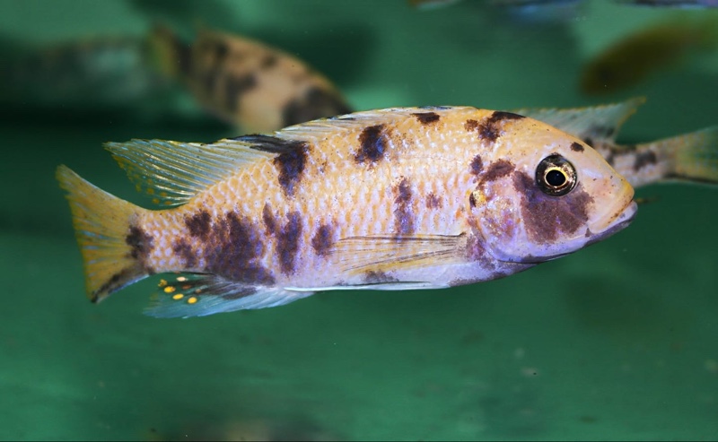 Maylandia zebra 'Jalo Reef'